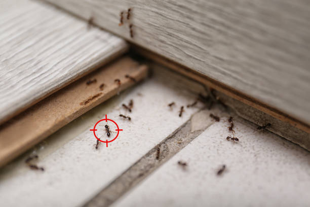 Best Spider Control Near Me  in Key West, FL