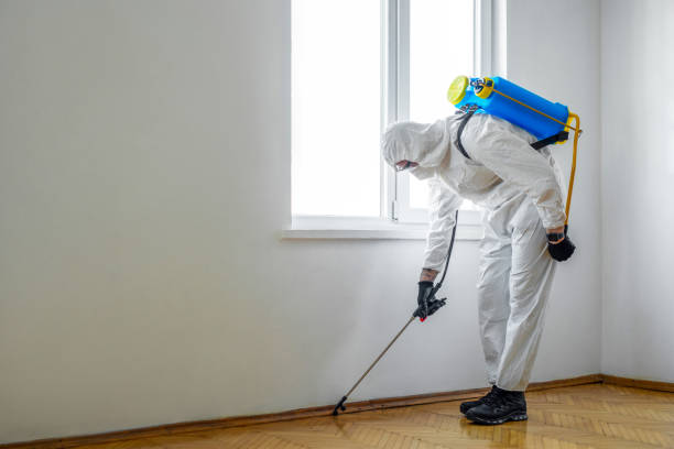 Flea Control Services in Key West, FL