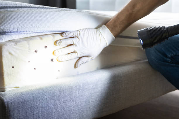 Best Best Pest Control Companies  in Key West, FL