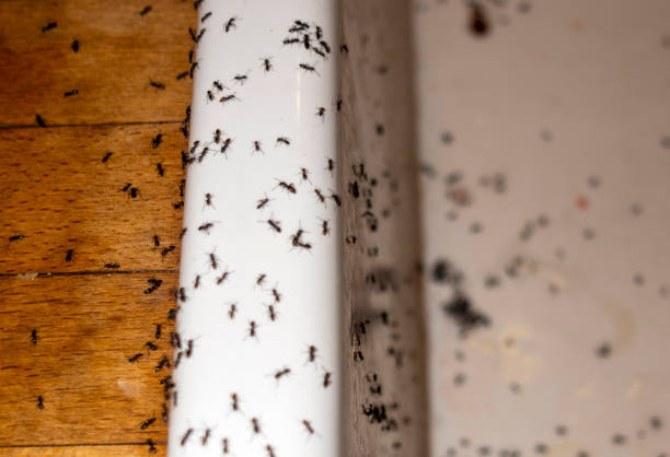 Best Exterminator Services  in Key West, FL