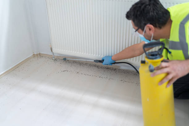 Best Local Pest Control Services  in Key West, FL